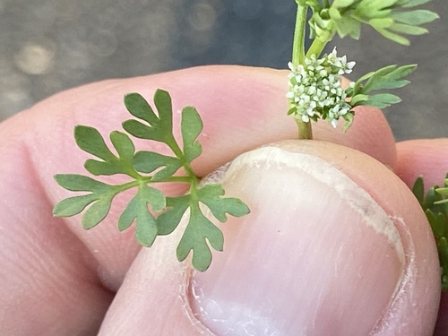 Butler's sandparsley (Ammoselinum butleri)