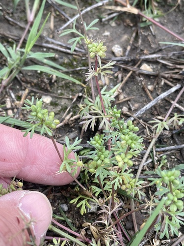 Butler's sandparsley (Ammoselinum butleri)