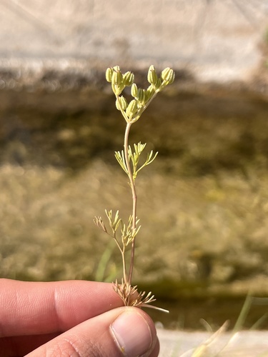 Plains sandparsley (Ammoselinum popei)