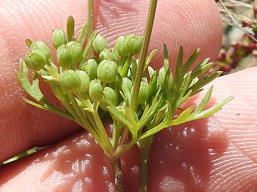 Plains sandparsley: Plains Sandparsley ( Ammoselinum popei ) in the United States