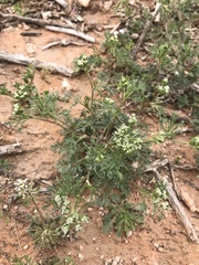 Plains sandparsley (Ammoselinum popei)