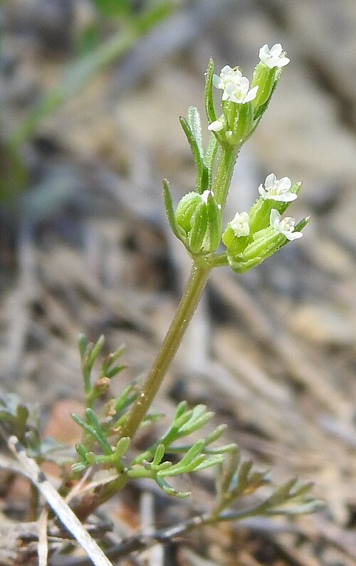 Plains sandparsley: Plains Sandparsley ( Ammoselinum popei ) in the United States