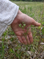 Plains sandparsley (Ammoselinum popei)