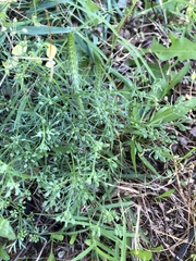 Plains sandparsley (Ammoselinum popei)