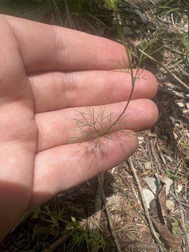Plains sandparsley (Ammoselinum popei)