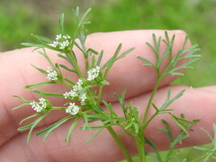 Plains sandparsley (Ammoselinum popei)