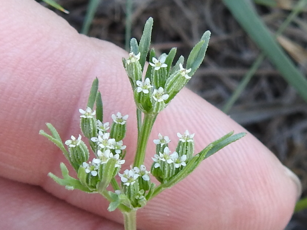 Plains sandparsley (Ammoselinum popei)