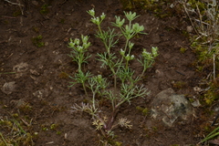 Plains sandparsley (Ammoselinum popei)