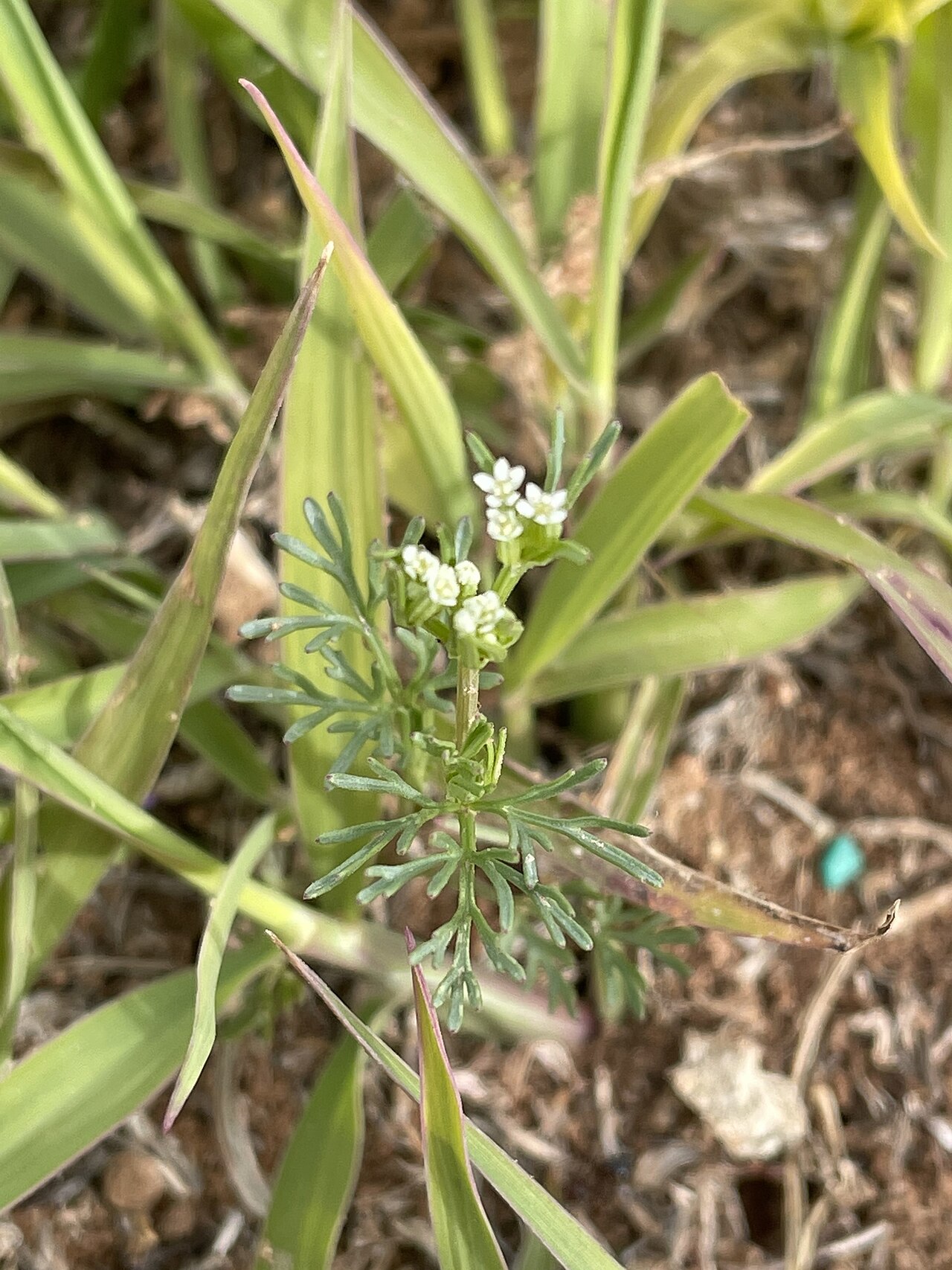 Plains sandparsley: Plains Sandparsley ( Ammoselinum popei ) in the United States