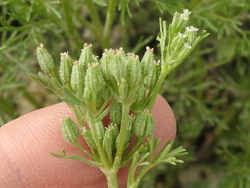 Plains sandparsley (Ammoselinum popei)