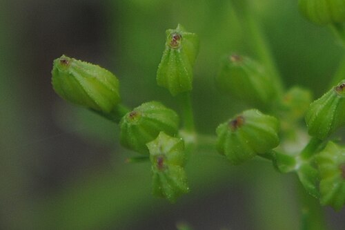 Ammoselinum rosengurtii: Ammoselinum rosengurtii . Apiaceae. Fotos tomadas al margen del Río Negro cerca al dique de la Represa Constitución, departamento de Río Negro y en suelo arenos
