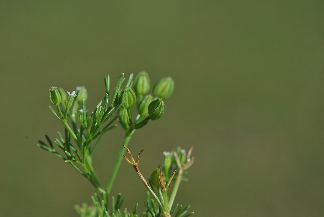 Ammoselinum rosengurtii: Ammoselinum rosengurtii . Apiaceae. Fotos tomadas al margen del Río Negro cerca al dique de la Represa Constitución, departamento de Río Negro y en suelo arenos