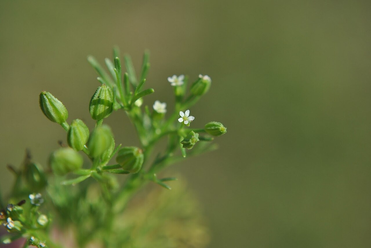 Ammoselinum rosengurtii: Ammoselinum rosengurtii . Apiaceae. Fotos tomadas al margen del Río Negro cerca al dique de la Represa Constitución, departamento de Río Negro y en suelo arenos