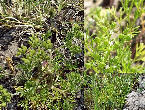Ammoselinum rosengurtii: Ammoselinum rosengurtii . Apiaceae. Fotos tomadas al margen del Río Negro cerca al dique de la Represa Constitución, departamento de Río Negro y en suelo arenos