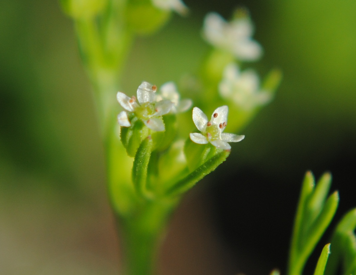 Ammoselinum rosengurtii: Ammoselinum rosengurtii . Apiaceae. Fotos tomadas al margen del Río Negro cerca al dique de la Represa Constitución, departamento de Río Negro y en suelo arenos