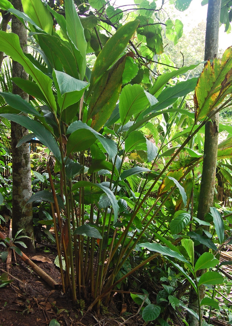 Longfruit amomum: Amomum cf. dealbatum , habits. From Sukabumi, West Java .