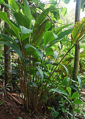 Longfruit amomum: Amomum cf. dealbatum , habits. From Sukabumi, West Java .