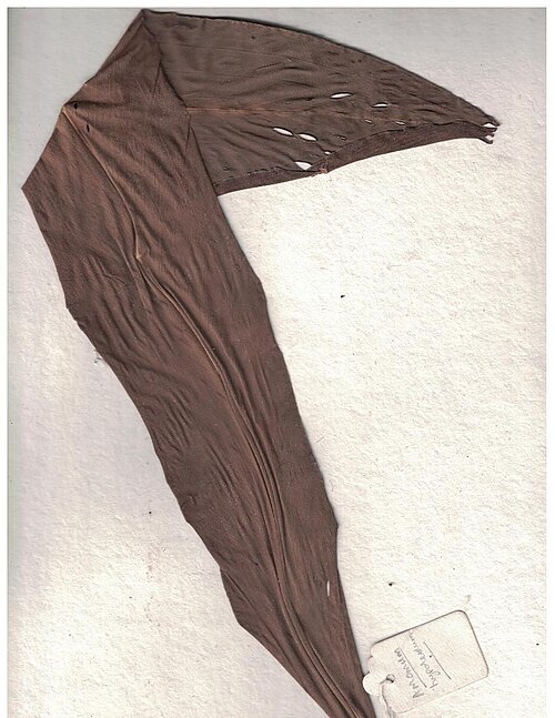 Amomum hypoleucum: Herbarium scans from the Anamalai Hills