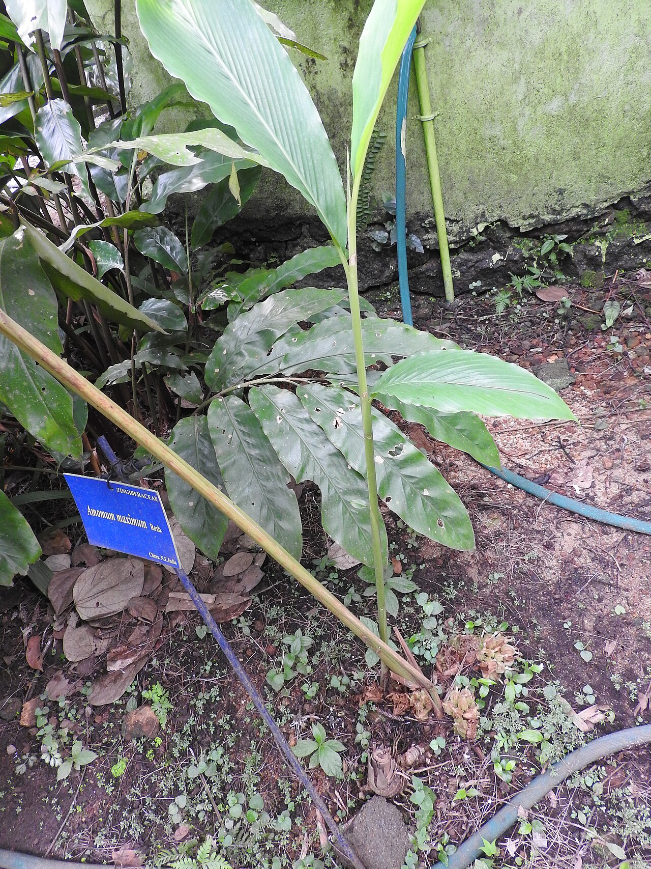 Amomum maximum: Zingiberaceae-java cardamon;rhizomatous plant,fruits is used as a condiment.