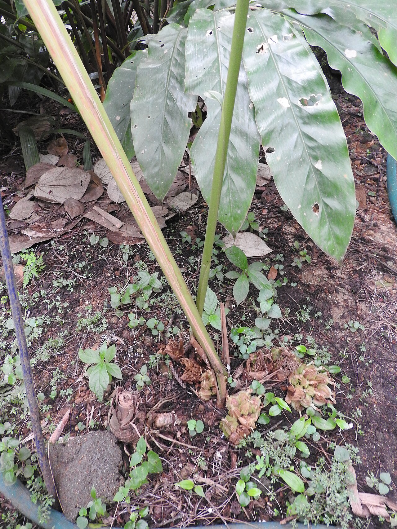 Amomum maximum: Zingiberaceae-java cardamon;rhizomatous plant,fruits is used as a condiment.