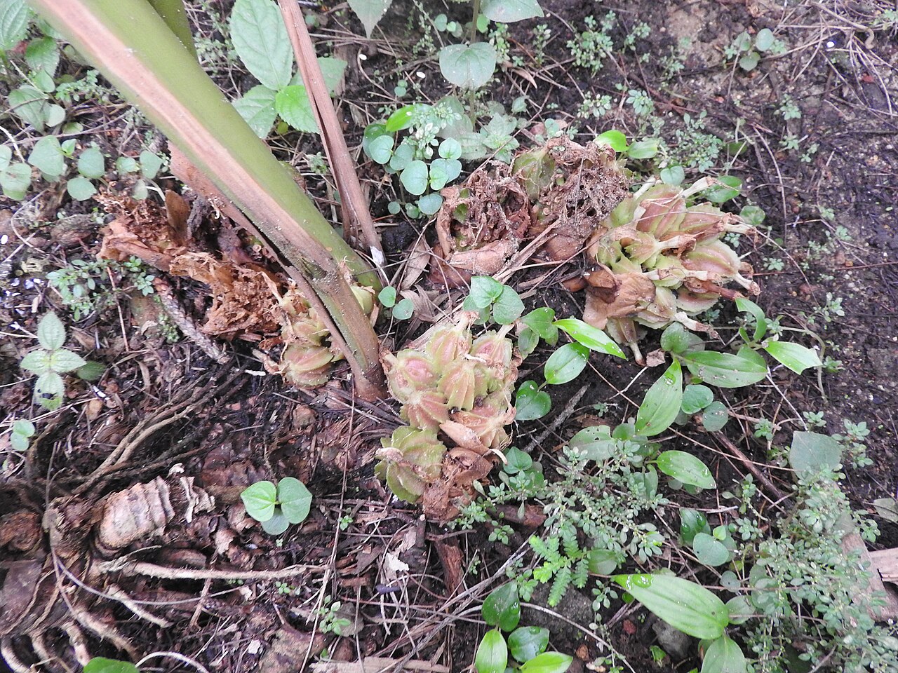 Amomum maximum: Zingiberaceae-java cardamon;rhizomatous plant,fruits is used as a condiment.