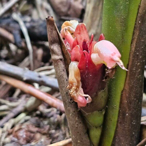 Amomum nemorosum (Amomum nemorosum)