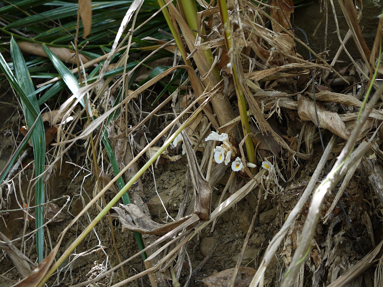 Amomum pterocarpum: Amomum pterocarpum
