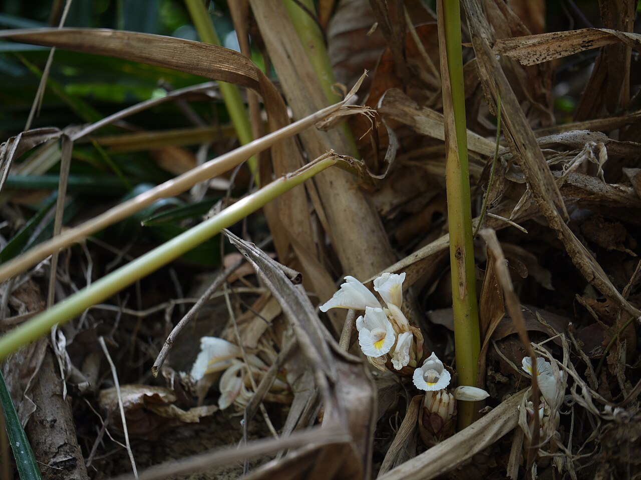 Amomum pterocarpum: Amomum pterocarpum