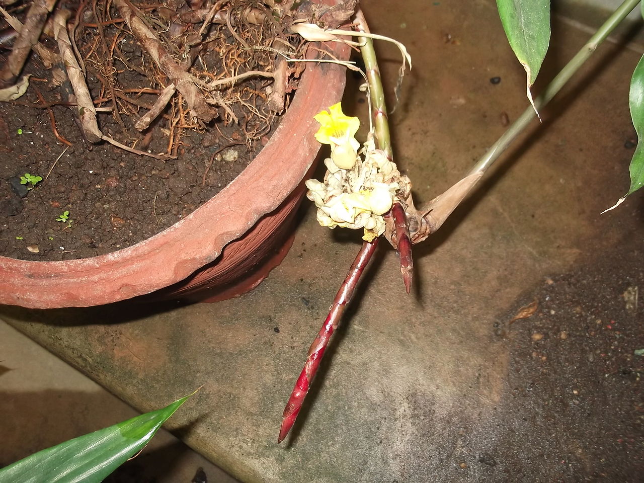 Amomum pterocarpum: Rhizomatus plant,flowers white.