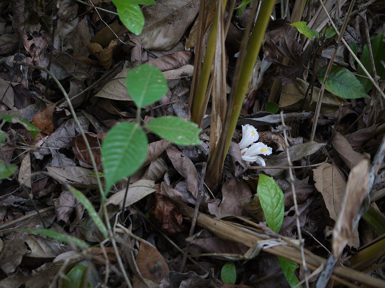 Amomum pterocarpum: Amomum pterocarpum
