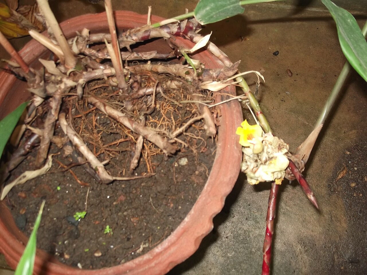 Amomum pterocarpum: Rhizomatus plant,flowers white.