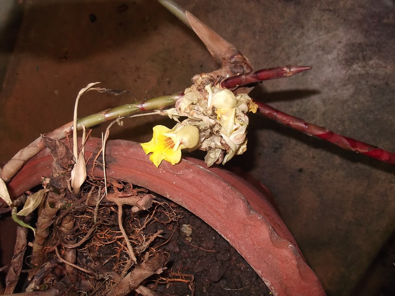 Amomum pterocarpum: Rhizomatus plant,flowers white.