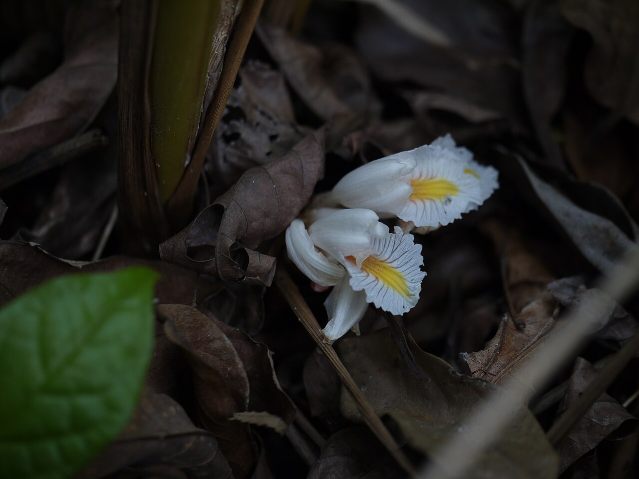 Amomum pterocarpum: Amomum pterocarpum