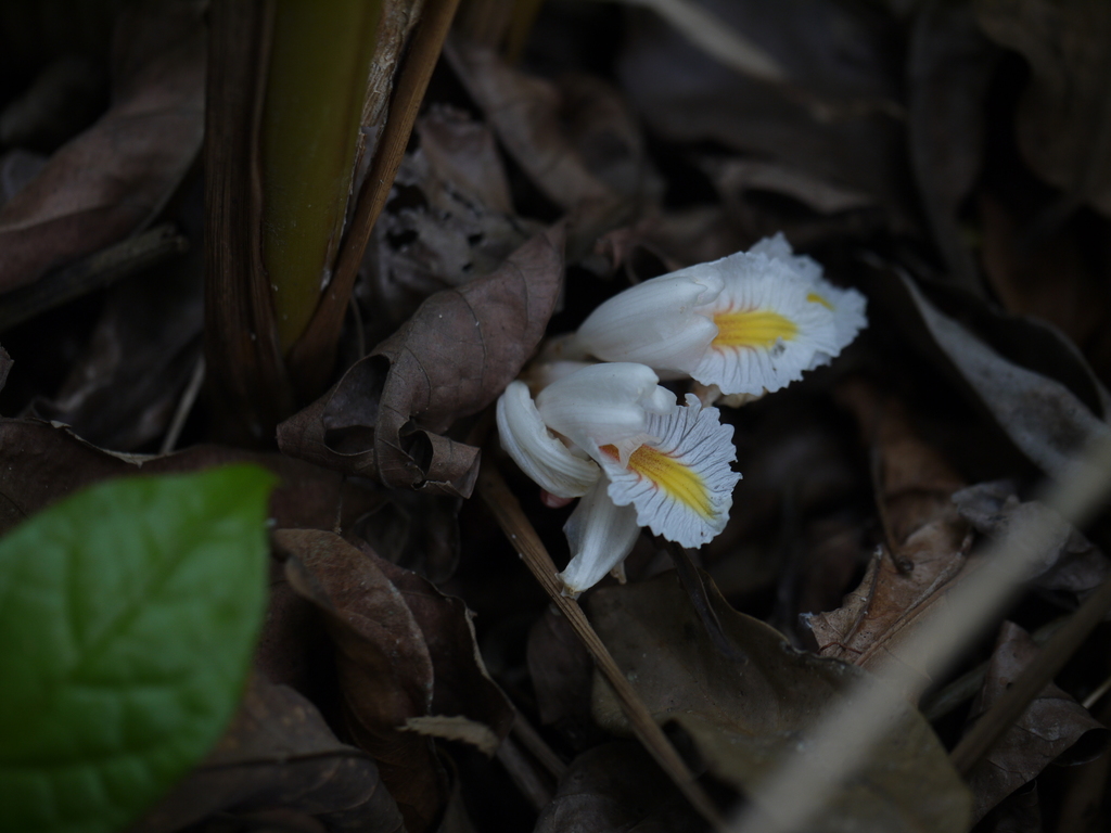 Amomum pterocarpum (Amomum pterocarpum)