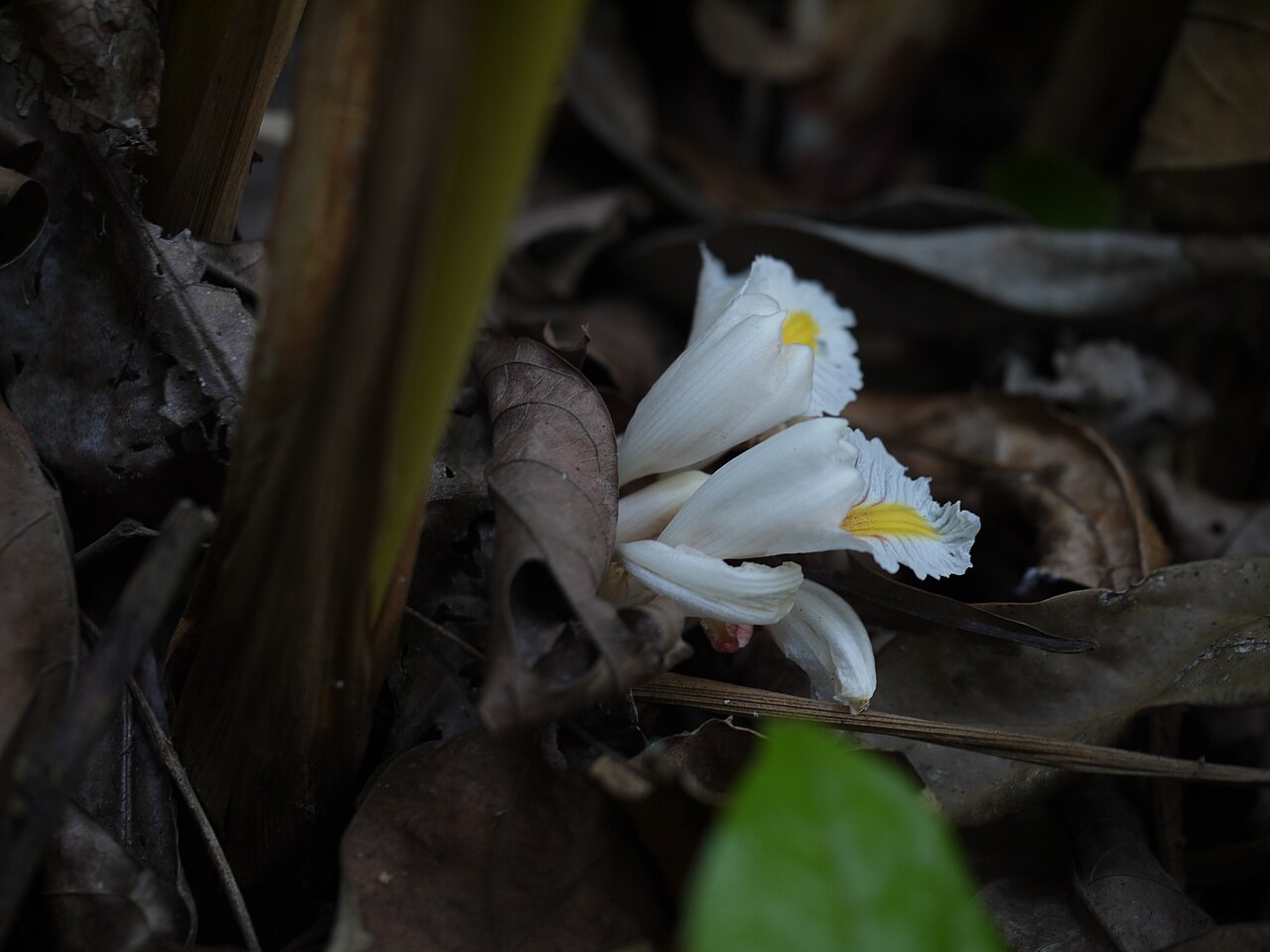 Amomum pterocarpum: Amomum pterocarpum