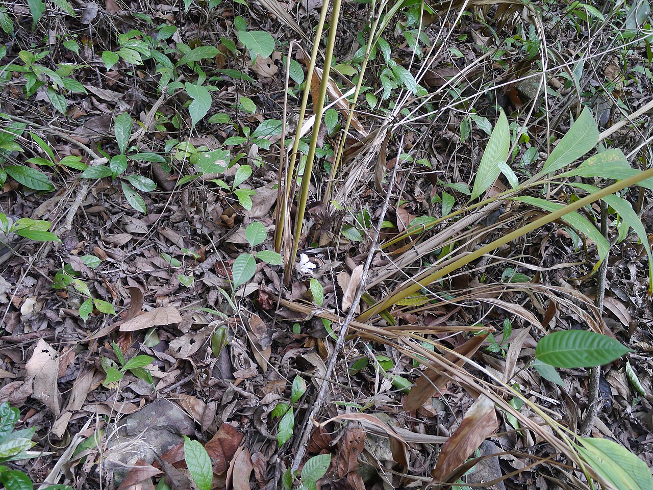 Amomum pterocarpum: Amomum pterocarpum
