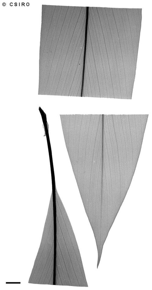 Cape York ginger: Amomum queenslandicum x-ray of leaf