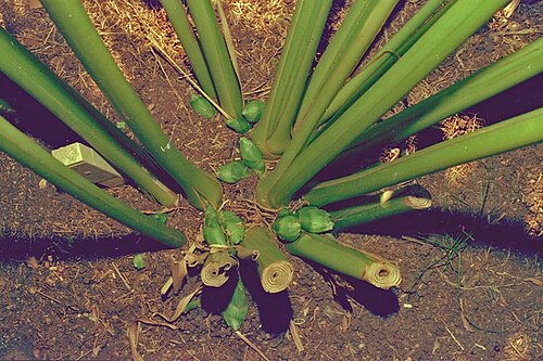 Cape York ginger: Amomum queenslandicum