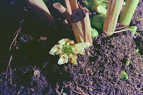Cape York ginger: Amomum queenslandicum flowers