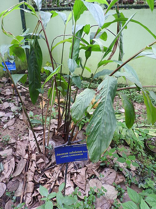 Black cardamom: Zingiberaceae-large cardamom,black cardamom,greater cardamom;fruits used as a food.
