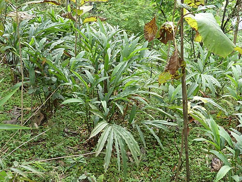 Black cardamom: Amomum subulatum in north Bengal