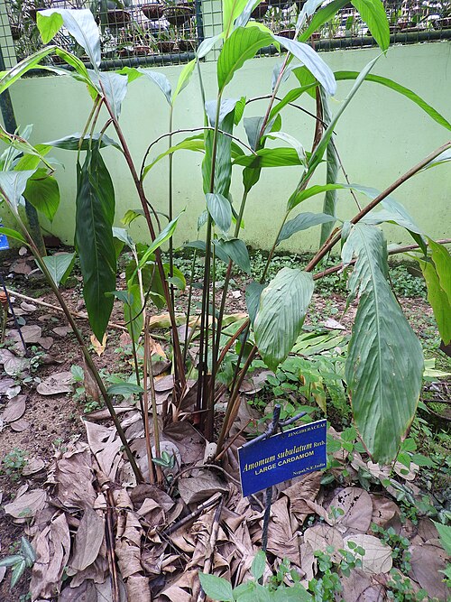 Black cardamom: Zingiberaceae-large cardamom,black cardamom,greater cardamom;fruits used as a food.