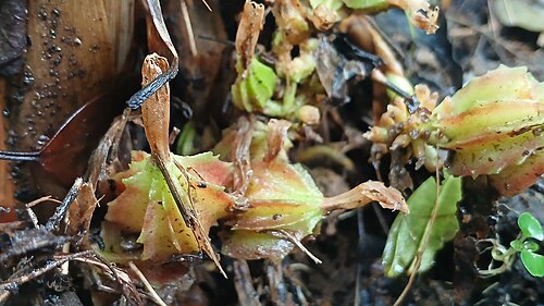 Black cardamom: Amomum subulatum
