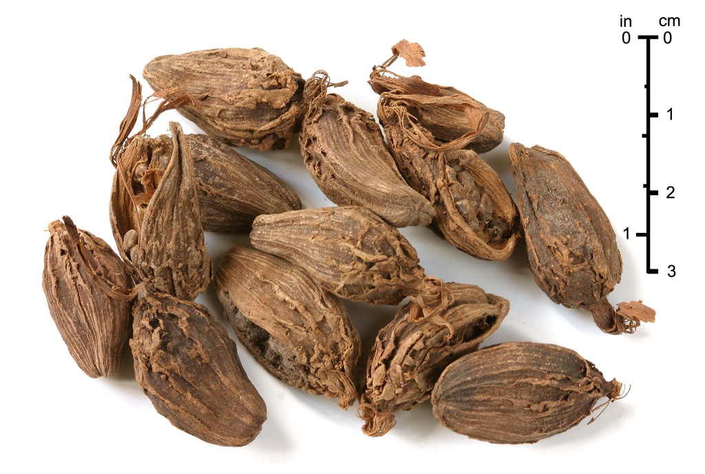 Black cardamom: Amomum subulatum Black Cardamom seed pods. Photographed by Brian Arthur and released under the GNU Free Documentation License. All remaining rights reserved.