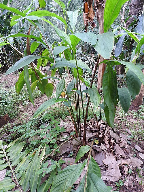 Black cardamom: Zingiberaceae-large cardamom,black cardamom,greater cardamom;fruits used as a food.