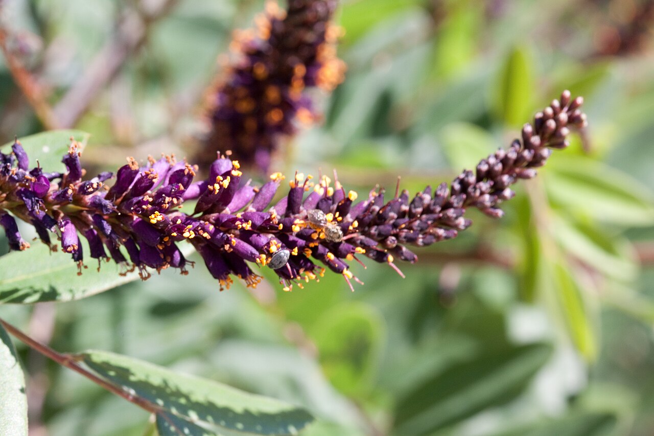 Leadplant: Floraison d'Amorpha canescens - Jardin des Plantes - Paris