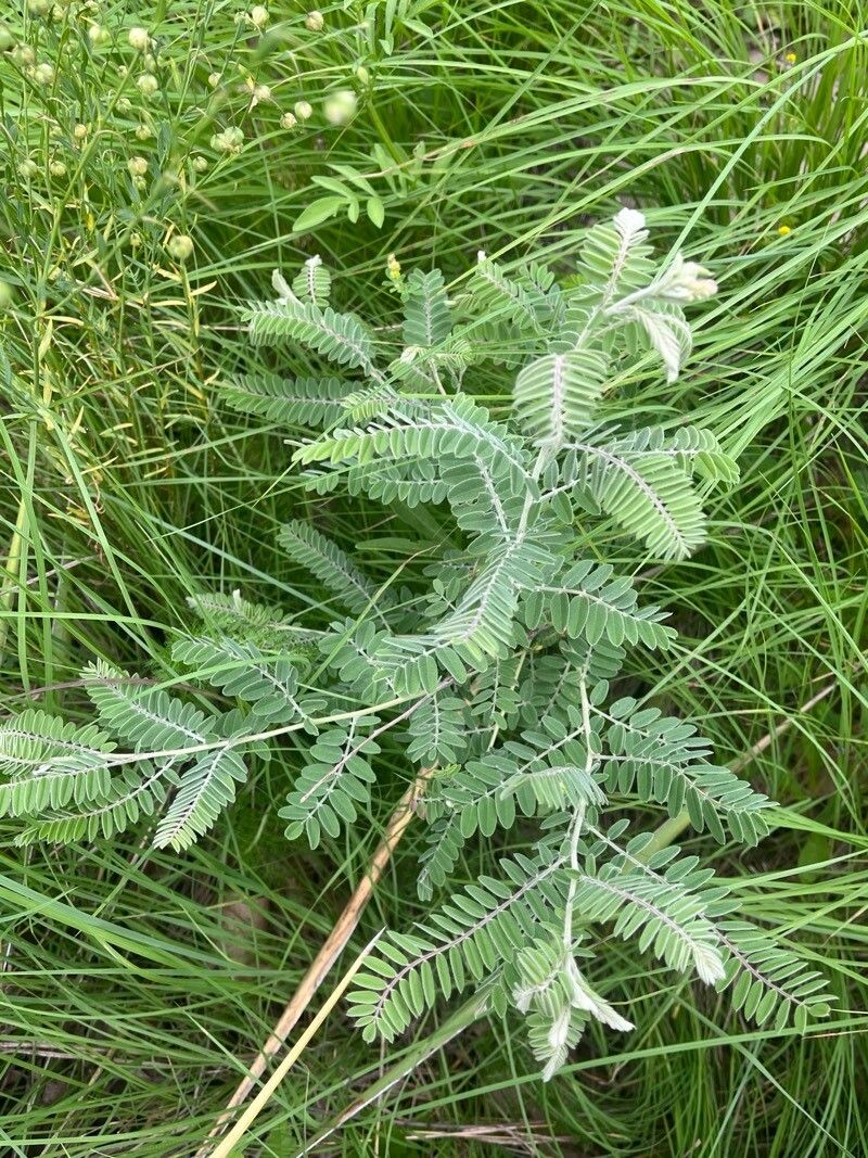 Leadplant (Amorpha canescens)