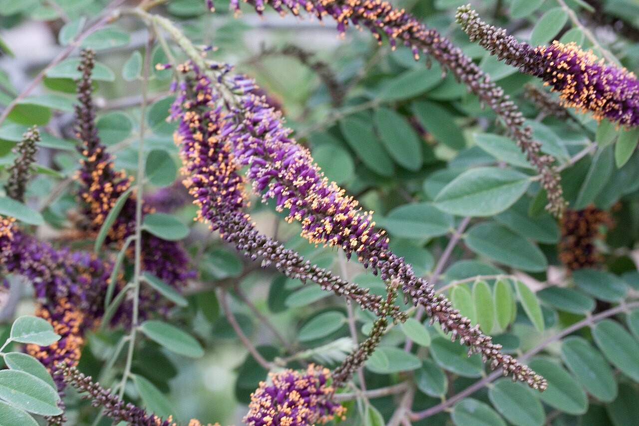 Leadplant: Floraison d'Amorpha canescens - Jardin des Plantes - Paris