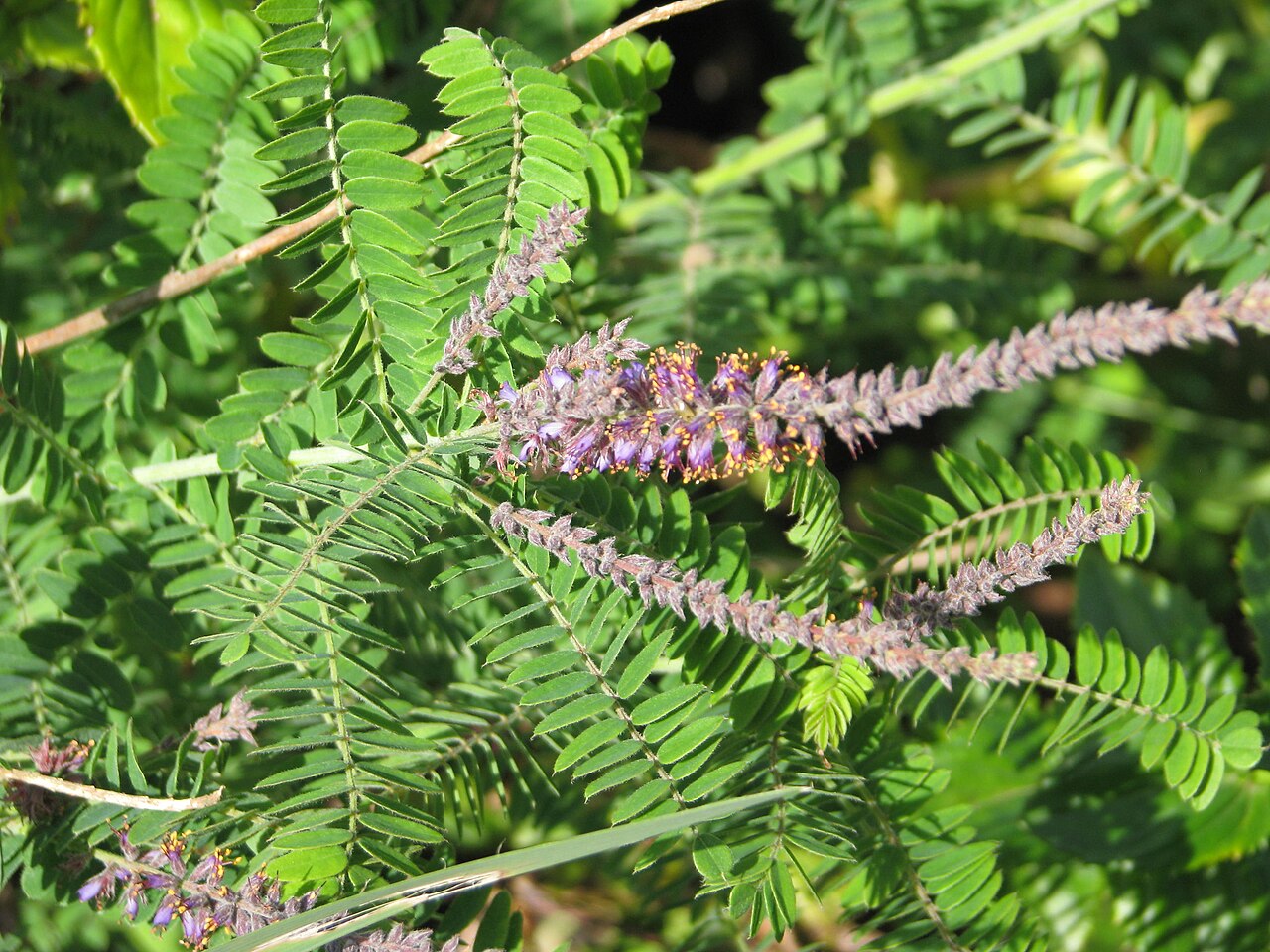 Leadplant: Amorpha canescens