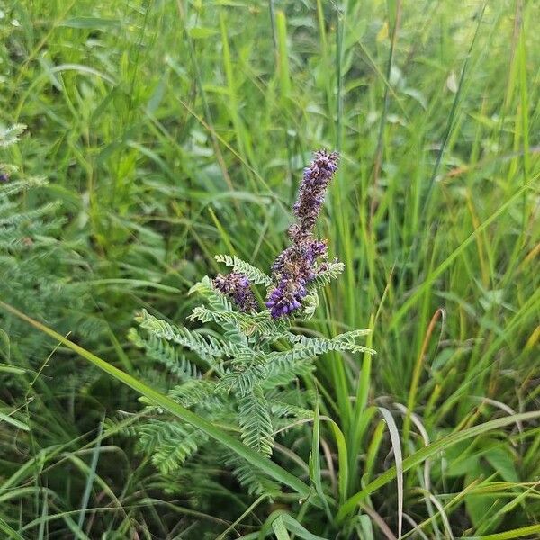 Leadplant (Amorpha canescens)